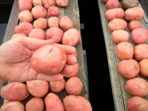 Як правильно вибрати молоду картоплю Цій хитрості мене навчив один продавець! молоду