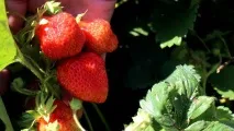Як збирають полуницю в радгоспі Башкирії, Цікаві новини радгоспі