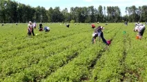 Як збирають полуницю в радгоспі Башкирії, Цікаві новини збирають