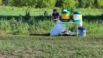 Як збирають полуницю в радгоспі Башкирії, Цікаві новини полуницю