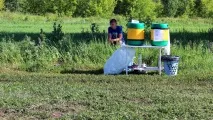 Як збирають полуницю у Башкортостані - Мир у фотографіях ягоди