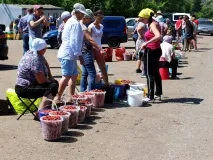 Як збирають полуницю в радгоспі Башкирії, Цікаві новини полуницю