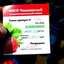 Як збирають полуницю у Башкортостані - Мир у фотографіях ягоду