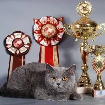 Як брати участь у виставці котів Що потрібно для виставки котів брати