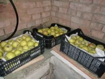 Як зберігати взимку яблука яблук
