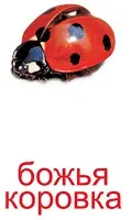 Картки Домана картки