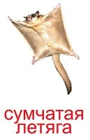 Картки Домана Домана