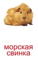 Картки Домана карток