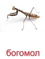 Картки Домана капуста