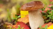 До чого сниться осінній, сосновий, зимовий ліс осінній