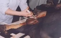 мошонки