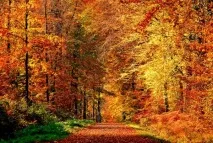 До чого сниться осінній, сосновий, зимовий ліс осінній
