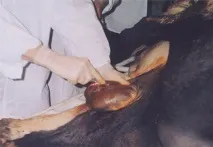бичків