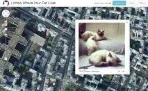 Коти світу на карті, світу