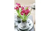 Regina florilor - orhideea