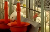 Годування гусей птиці