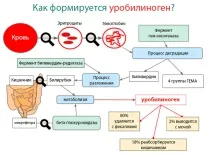 Концентрація уробіліногену в сечі – причини відхилень причини