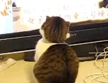 Кішки, гідні Оскара кота