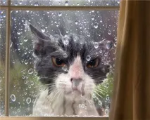 Кішки, гідні Оскара кота