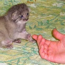 Кошеня не дає себе гладити кошеня