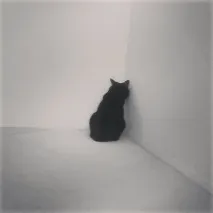 Кішки, гідні Оскара кота