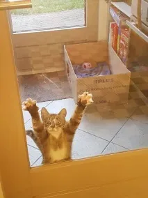 Кішки, гідні Оскара кота