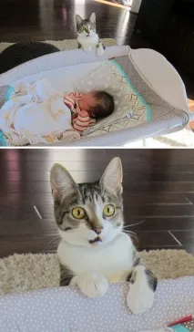 Кішки, гідні Оскара кота