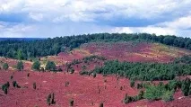 Край вересових полів вересових