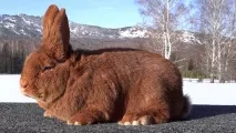 породи