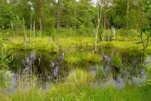 Край вересових полів вересових