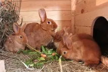 опис