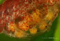 shrimp
