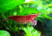 shrimp