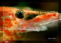 shrimp
