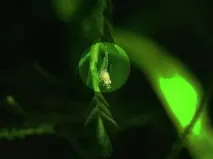 shrimp