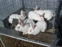Кролик породи білий новозеландський розведення, фото, характеристика білий