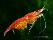 shrimp