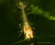 shrimp