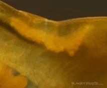 зміст