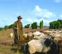 Край вересових полів край