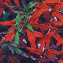 Кущник барбарис - сорти, розмноження, про барбарис тунберга, Дерева та чагарники сорти