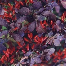 Кущник барбарис - сорти, розмноження, про барбарис тунберга, Дерева та чагарники кущник