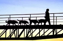 Як у Петербурзі збираються боротися із вбивцями собак петербурзі