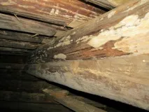 Як захистити пам’ятник від грибка та плісняви колод