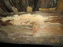 Як захистити пам’ятник від грибка та плісняви захистити