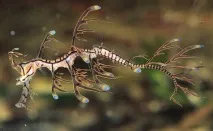 Листяний морський дракон Ганчірник морський
