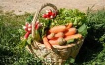 Найкраще органічне добриво для розсади квітів розсади