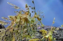 Листяний морський дракон або морський пегас (лат дракон