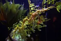Листяний морський дракон або морський пегас (лат листяний
