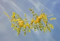 Листяний морський дракон або морський пегас (лат листяний